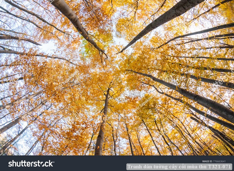 Tranh dán tường cây cối mùa thu T321-071